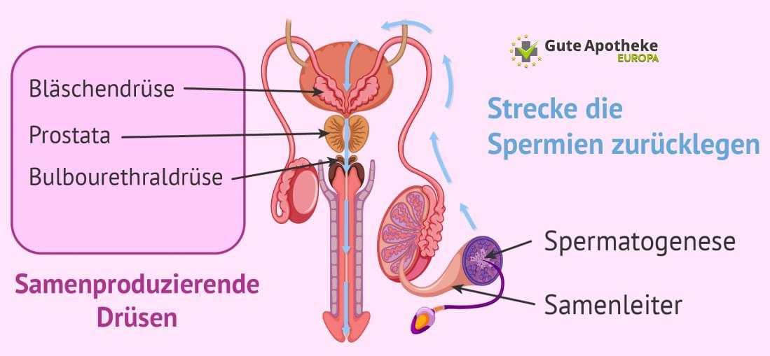 wie produzieren mehr sperma