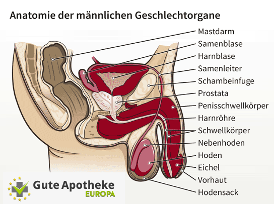 Potenz- erektiler Dysfunktion