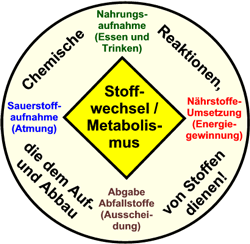 Stoffwechsel anregen - Metabolismus