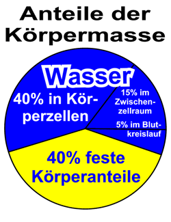 Wasserhaushalt - Wasser als Nährstoff